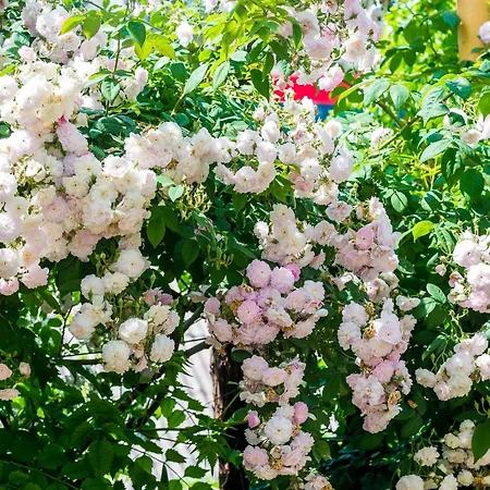 דירה Ivana -two Bedroom With Garden