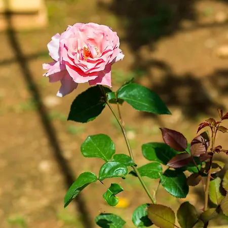 아파트 Ivana -two Bedroom With Garden 두브로브니크