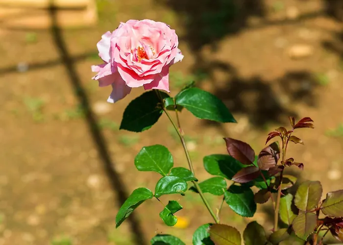 Apartmán Ivana -two Bedroom With Garden Dubrovník