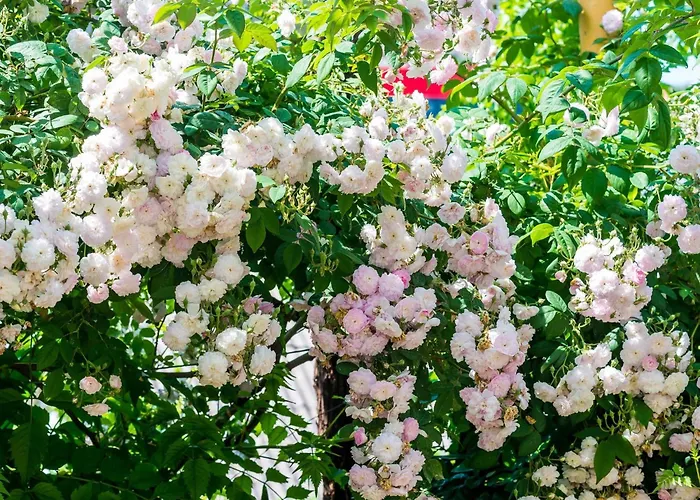 Apartmán Ivana -two Bedroom With Garden